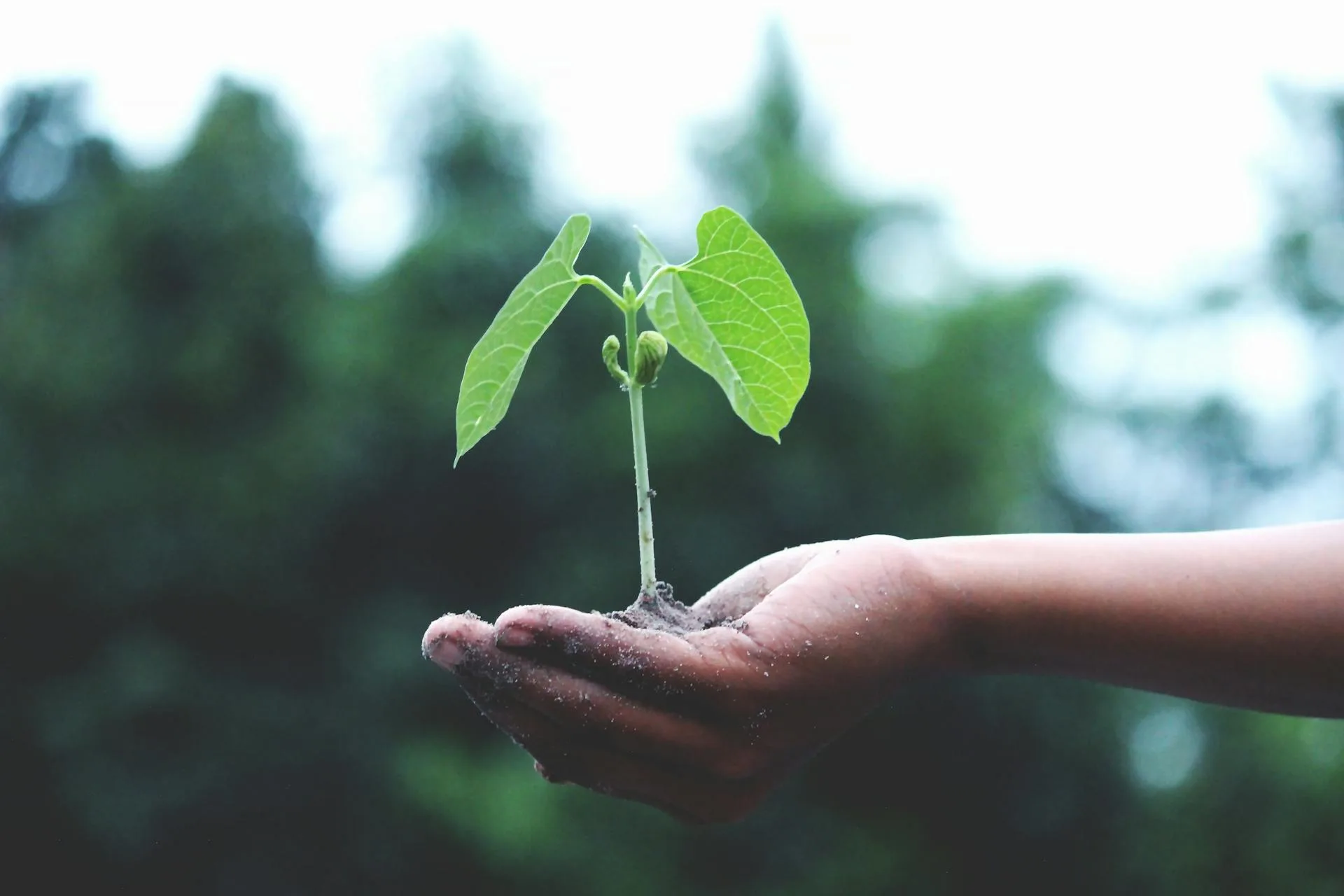 Sustainable Construction in Dominican Republic
