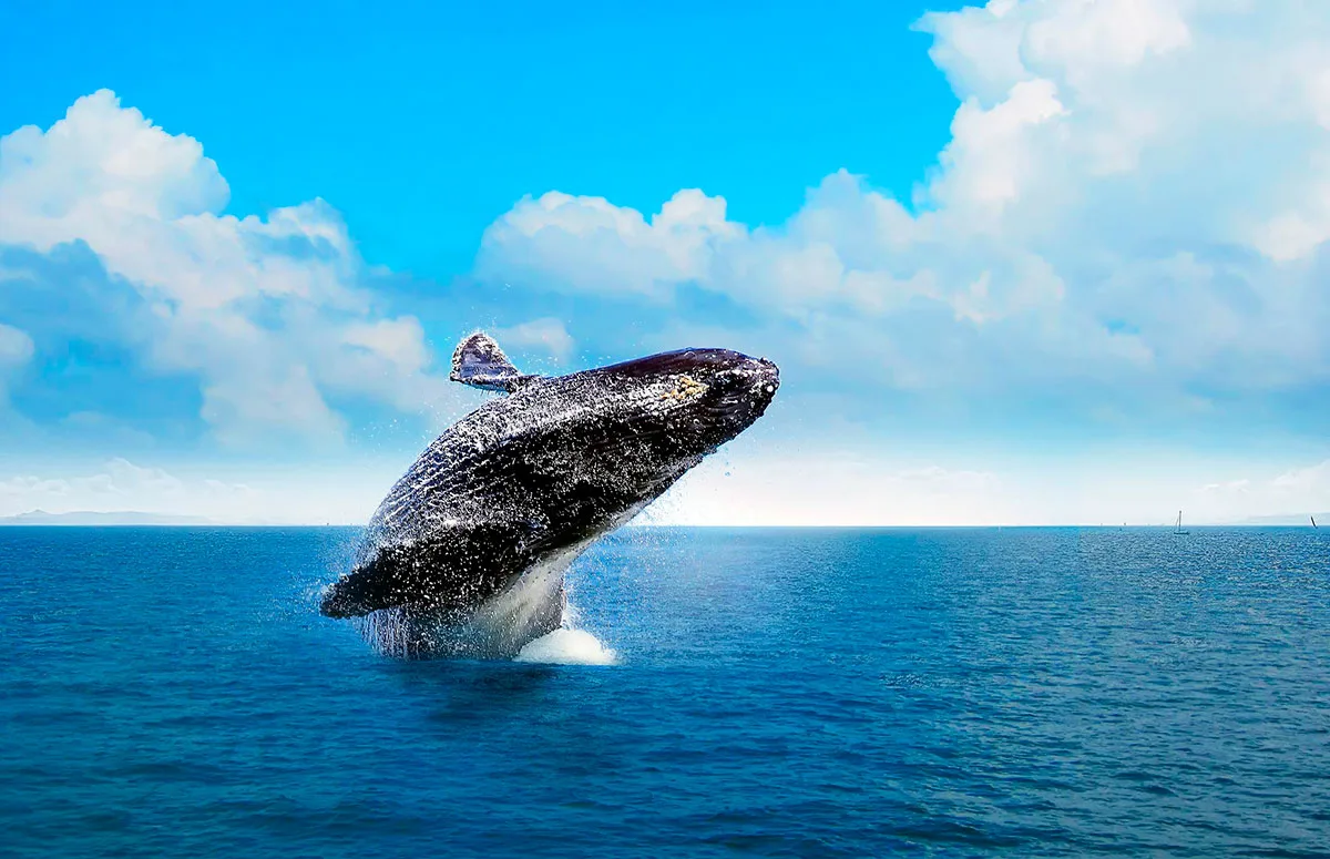 Whale Watching in Samaná